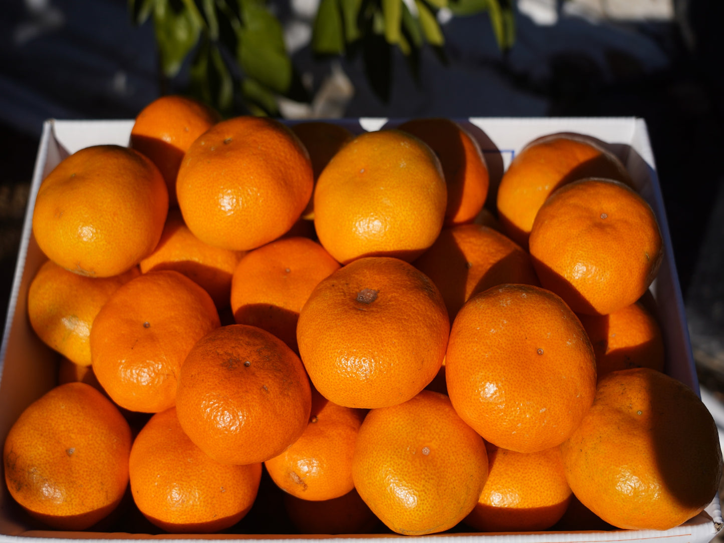 二等品三ヶ日みかん(青島)