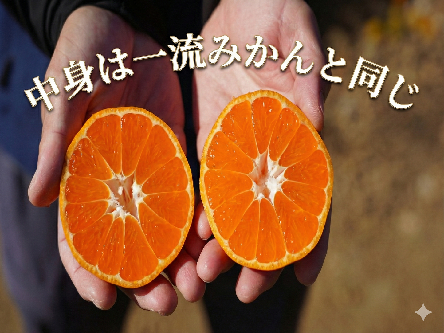 二等品三ヶ日みかん(青島)