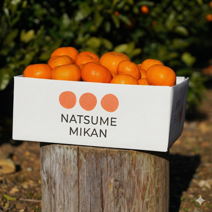 二等品三ヶ日みかん(青島)