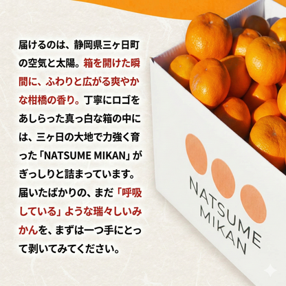 二等品三ヶ日みかん(青島)