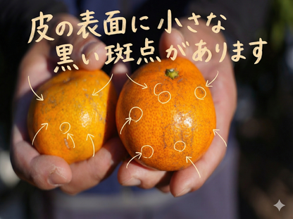 二等品三ヶ日みかん(青島)