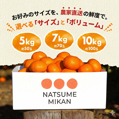 二等品三ヶ日みかん(青島)