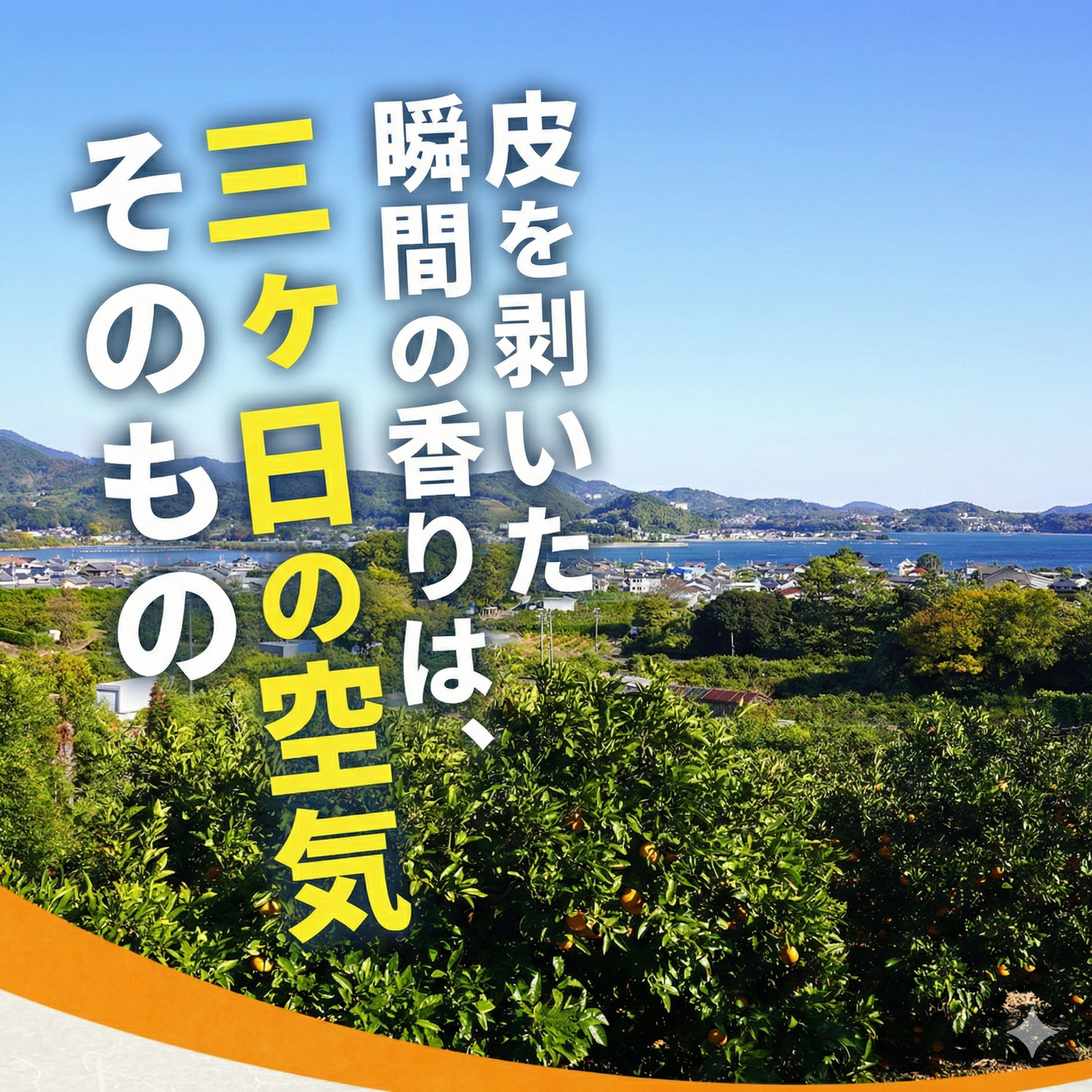 二等品三ヶ日みかん(青島)