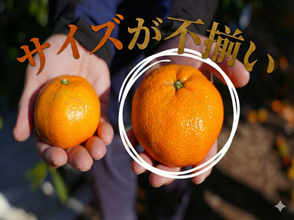 二等品三ヶ日みかん(青島)