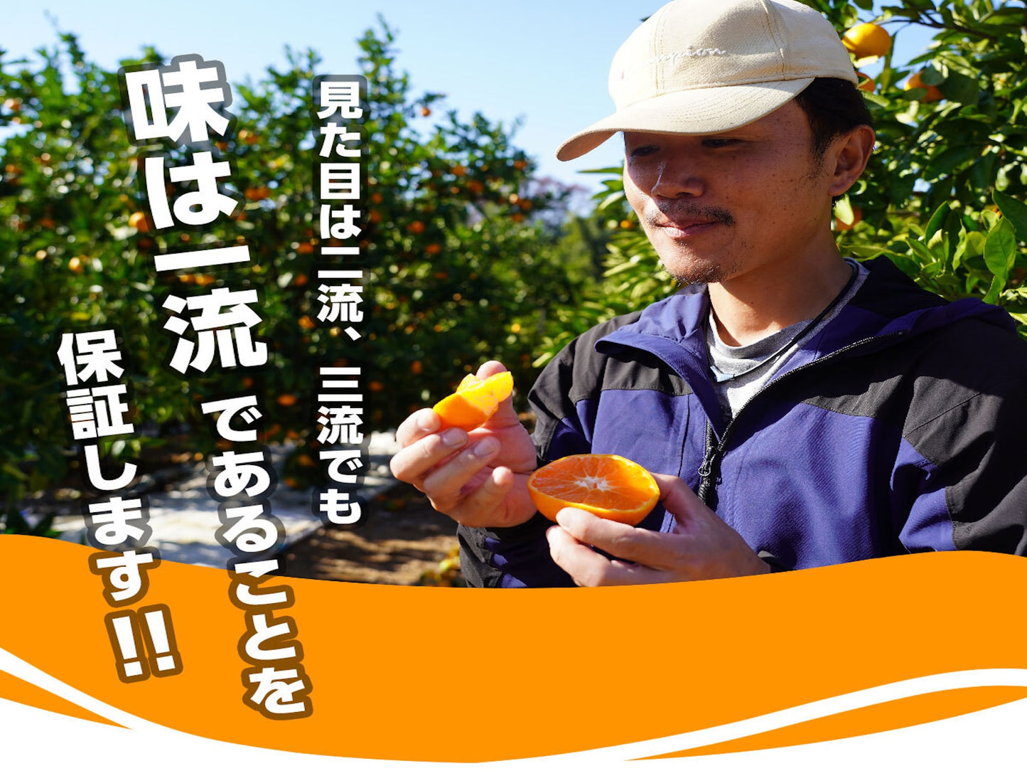 二等品三ヶ日みかん(青島)