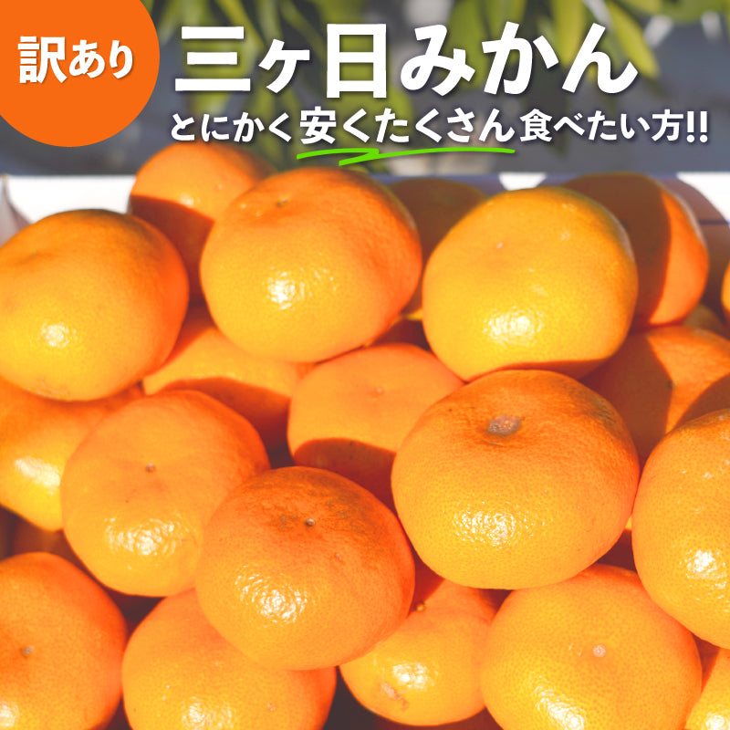 二等品三ヶ日みかん(青島)