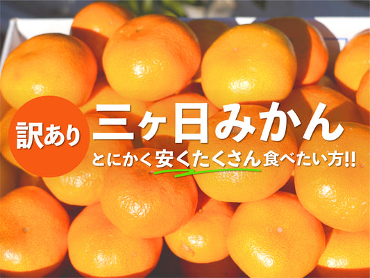 二等品三ヶ日みかん(青島)