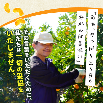 二等品三ヶ日みかん(青島)